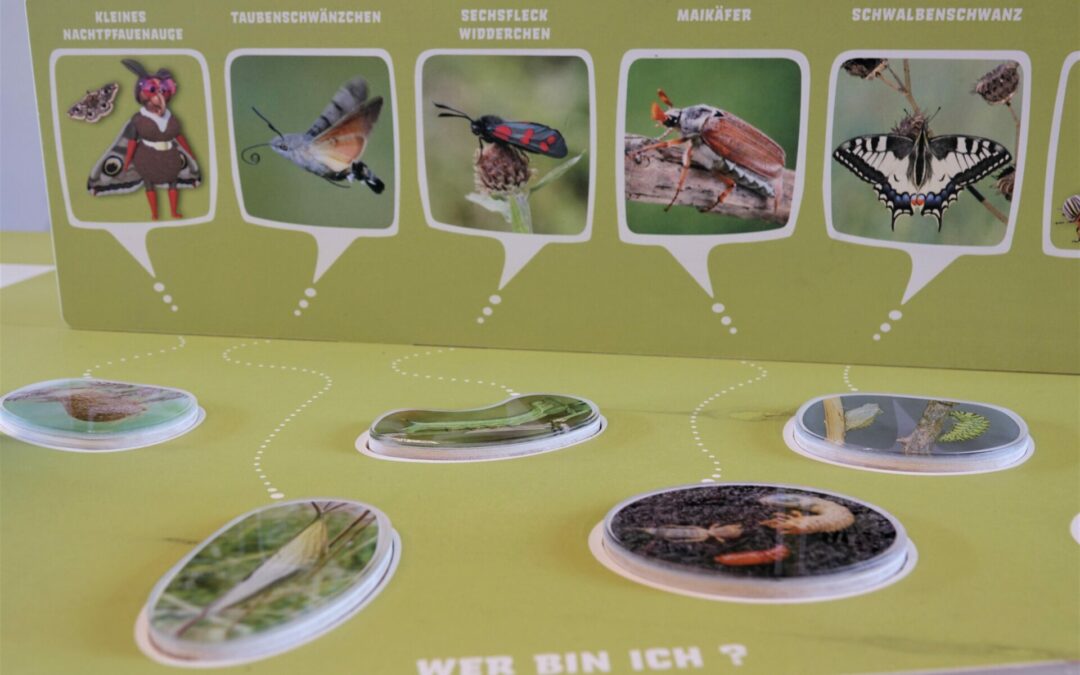 « Insekten – Superhelden in Gefahr »: Wanderexpo am Parc Housen
