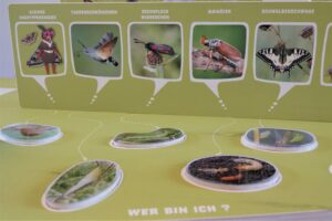 "Insekten - Superhelden in Gefahr": Wanderexpo am Parc Housen