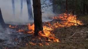 Opgepasst am Bësch an op der Gewan: Erhéicht Brandgefor duerch d'Drëchent an d'Hëtzt!